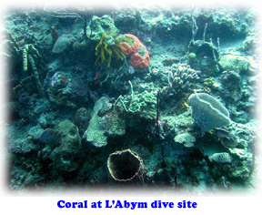 coral reef at L'Abym